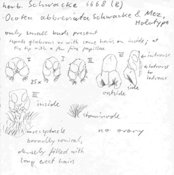 Vorschaubild Ocotea abbreviata Schwacke & Mez